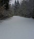 A snowy walk through the woods